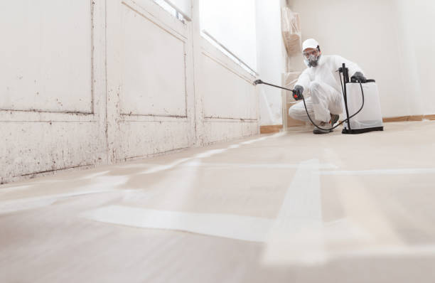 Black mold remediation team in Lombard